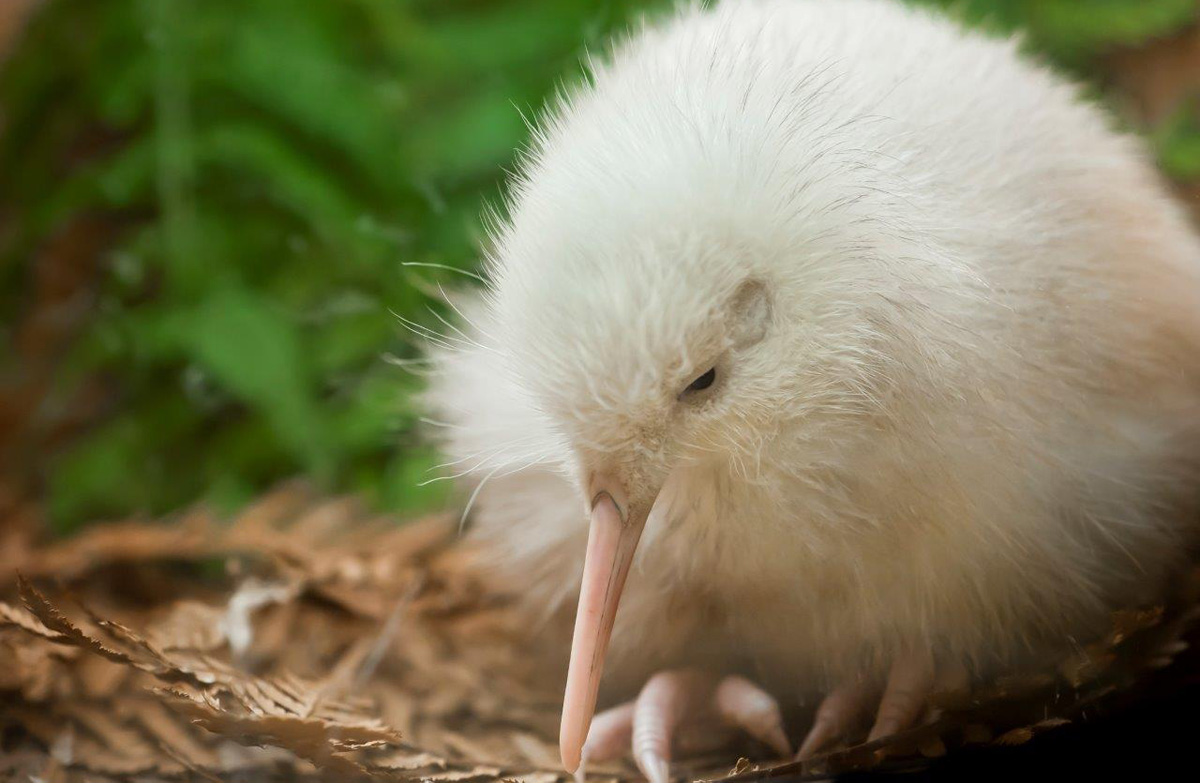 Manukura the white kiwi at Pukaha Mount Bruce. Manukura is not albino (where there is a lack of melanin that makes pigmentation white and features pink eyes) she is pure white which means she is the rare progeny of two parents who carry the recessive white feather gene. She shares this with another North Island Brown Kiwi called Turua.